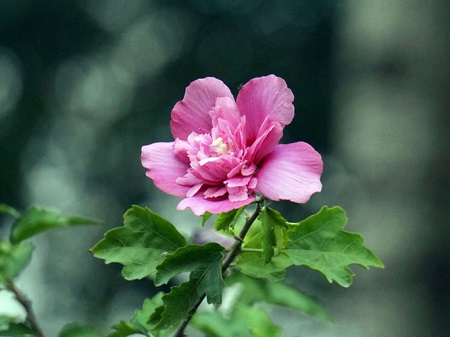 木槿 木槿