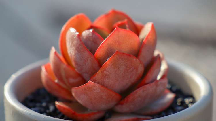 多肉秀妍 Echeveria Sunyan 多肉秀妍 Echeveria Sunyan