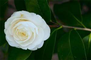 谈谈茶花落花落蕾问题
