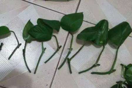 绿萝 绿萝