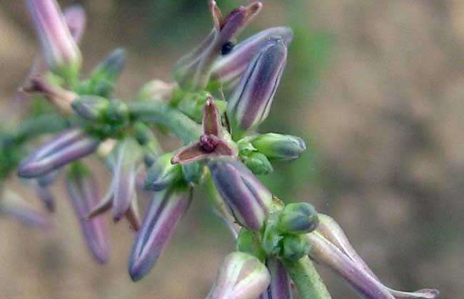 知母种子价格及种植方法