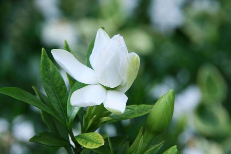 栀子花 栀子花