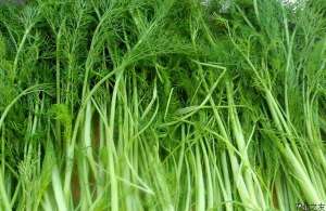 茴香种植的科学方法