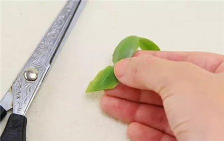 植物插穗处理 植物插穗处理
