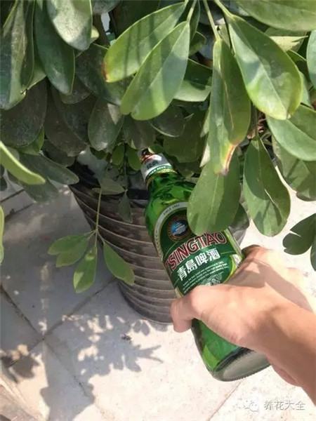 啤酒浇花一举两得 啤酒浇花一举两得