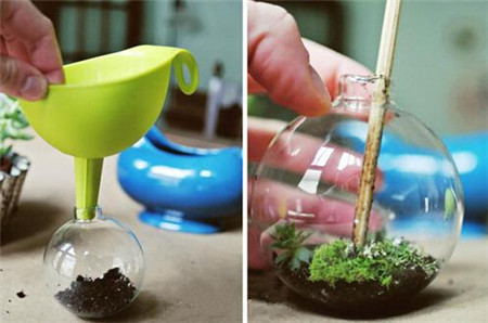 多肉植物玻璃球盆景制作 多肉植物玻璃球盆景制作