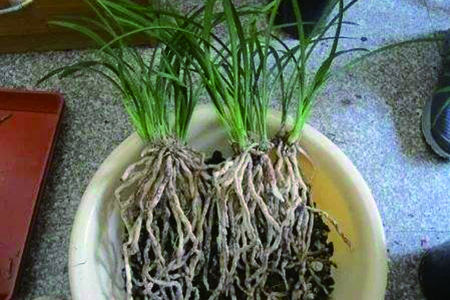 兰花 兰花