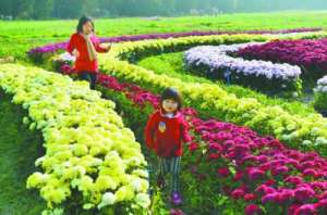 广东：中山花木产业如何繁花似锦？