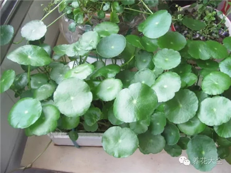 泡沫箱自制花盆 泡沫箱自制花盆