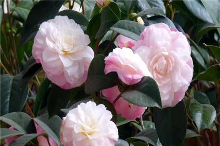 茶花 茶花