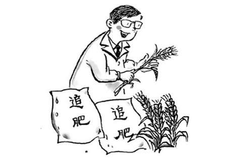 石榴花及时追肥 石榴花及时追肥