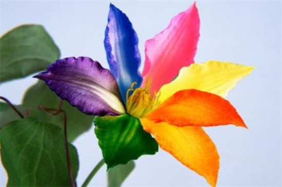 七色堇花语是什么,世界上有七色堇吗(没有)