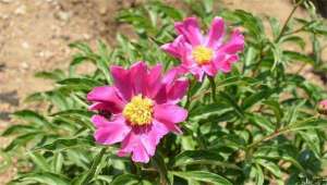 芍药现代组织培养方法