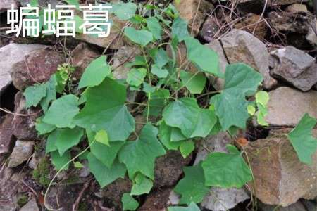 蝙蝠葛 蝙蝠葛
