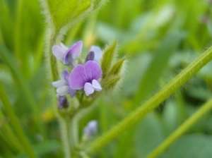 大豆始花要追肥