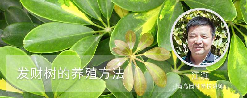 发财树的养殖方法 发财树的养殖方法