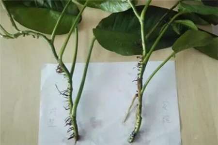绿萝 绿萝