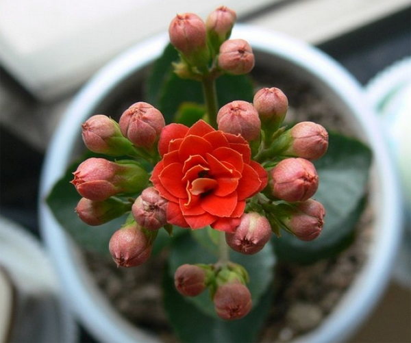 长寿花 长寿花