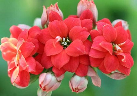 长寿花