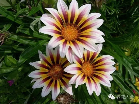 勋章菊 勋章菊
