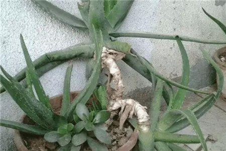 砍头的芦荟 砍头的芦荟