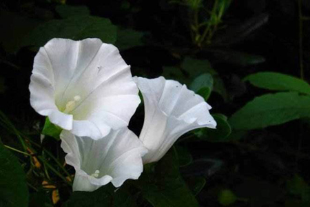 牵牛花 牵牛花