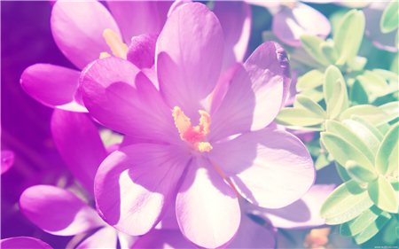花卉图片 花卉图片