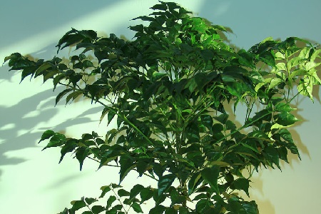 幸福树 幸福树