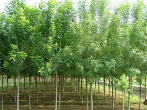 裸根对节白蜡的栽植
