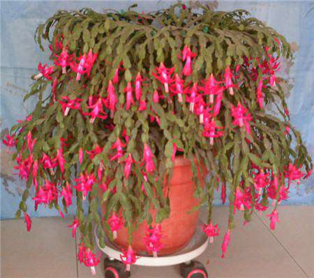 蟹爪兰花后修剪 蟹爪兰花后修剪