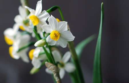 水仙花 水仙花