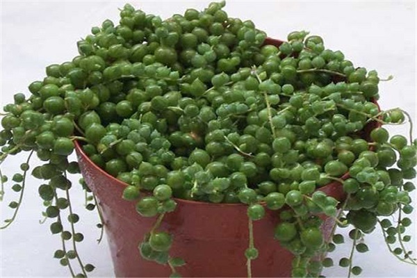 珍珠吊兰虽好看,可是放在室内养你真的放心吗? 珍珠吊兰虽好看,可是放在室内养你真的放心吗?