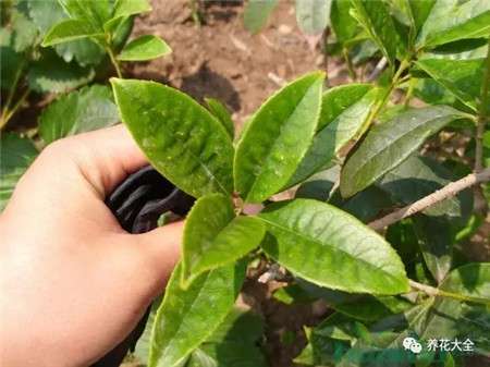 桂花枝条 桂花枝条