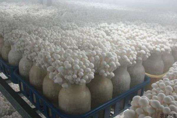 冷库种金针菇的种植技术