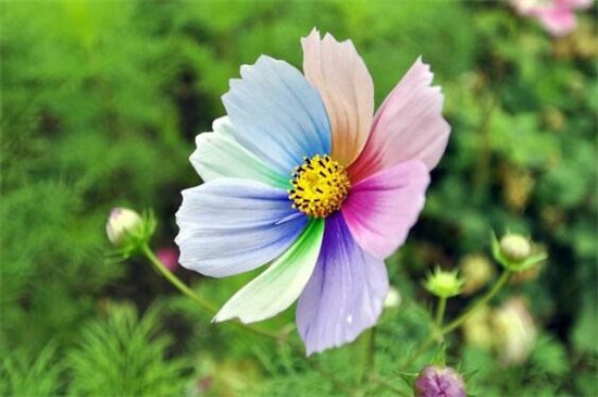 七色堇花语是什么,世界上有七色堇吗(没有)