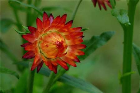 麦杆菊 永恒的记忆、刻画在心。 麦杆菊 永恒的记忆、刻画在心。
