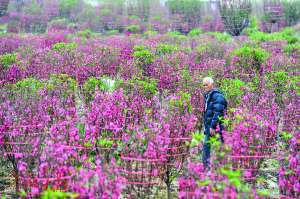 广东：2017年桃花价格可能会现两个极端
