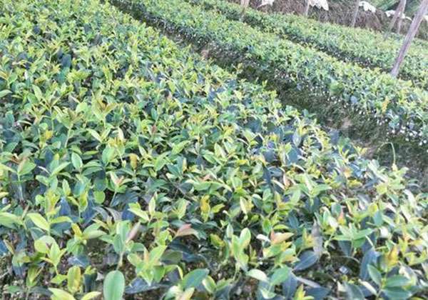 油茶9.jpg