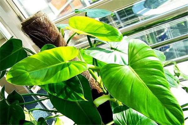 绿宝石喜林芋怎么种 绿宝石喜林芋怎么种