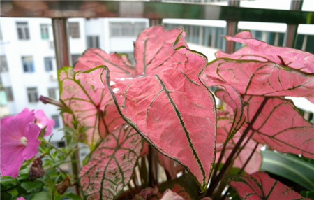 花叶芋 花叶芋