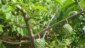 释迦果的种植方法