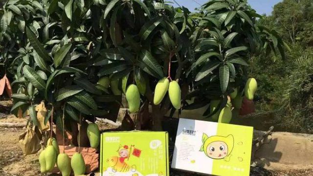 芒果盆景怎么养 芒果盆景怎么养
