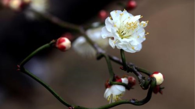 龙游梅怎么养 龙游梅怎么养