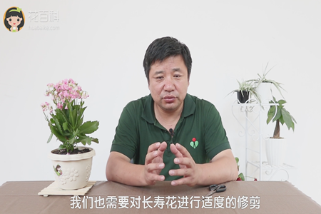 长寿花 长寿花