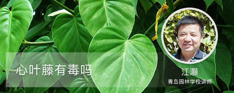 心叶藤有毒吗,净化空气吗,放在室内好吗 心叶藤有毒吗,净化空气吗,放在室内好吗