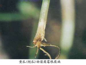黄瓜腐霉根腐病的危害及预防措施