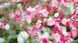 梅花栽培管理（一）