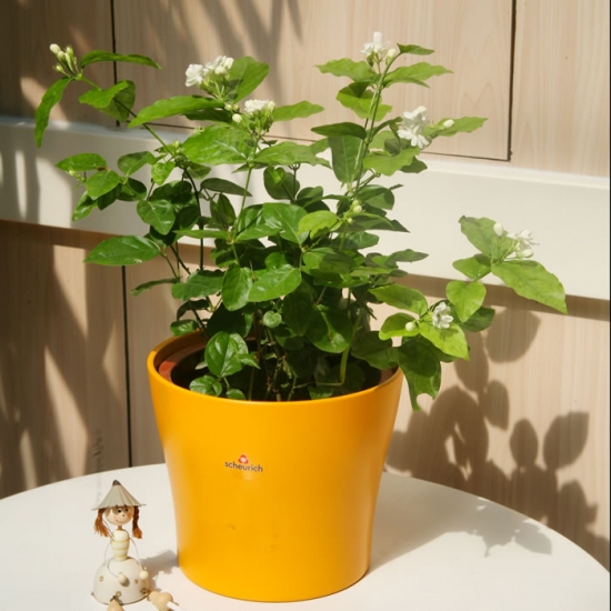 茉莉花 茉莉花