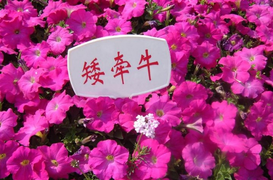 矮牵牛 矮牵牛