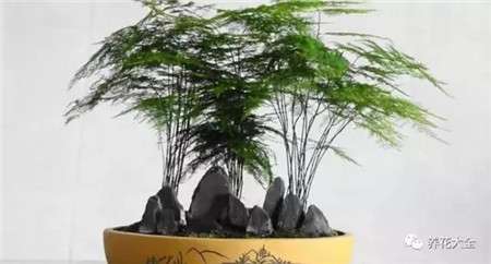 文竹 文竹